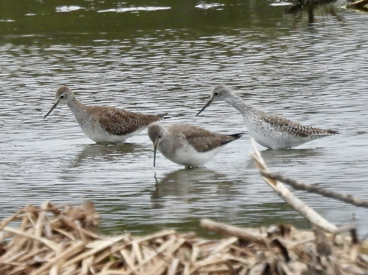 Lesser Yellowlegs - ML651093245