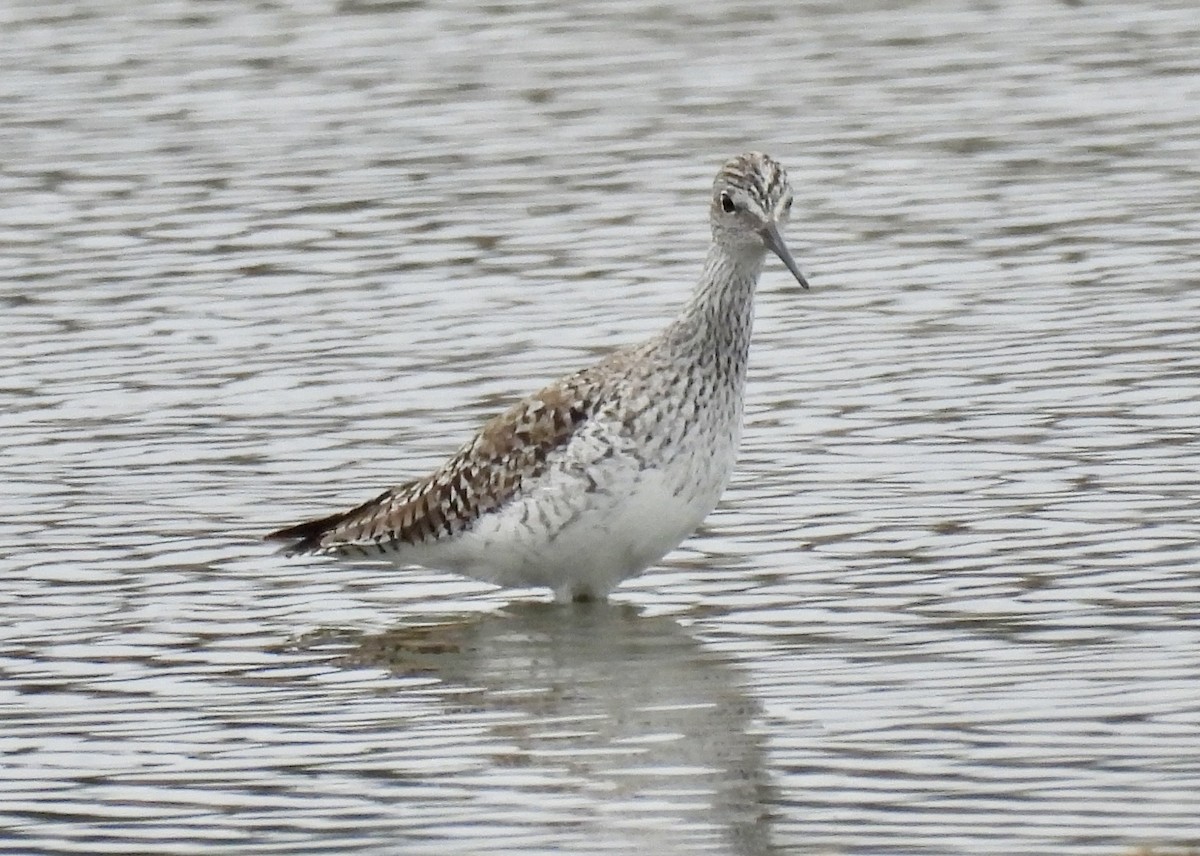 Lesser Yellowlegs - ML651093246