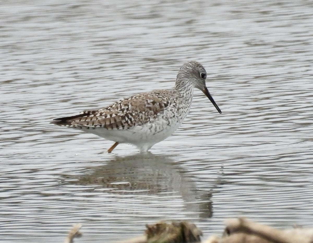 Lesser Yellowlegs - ML651093247