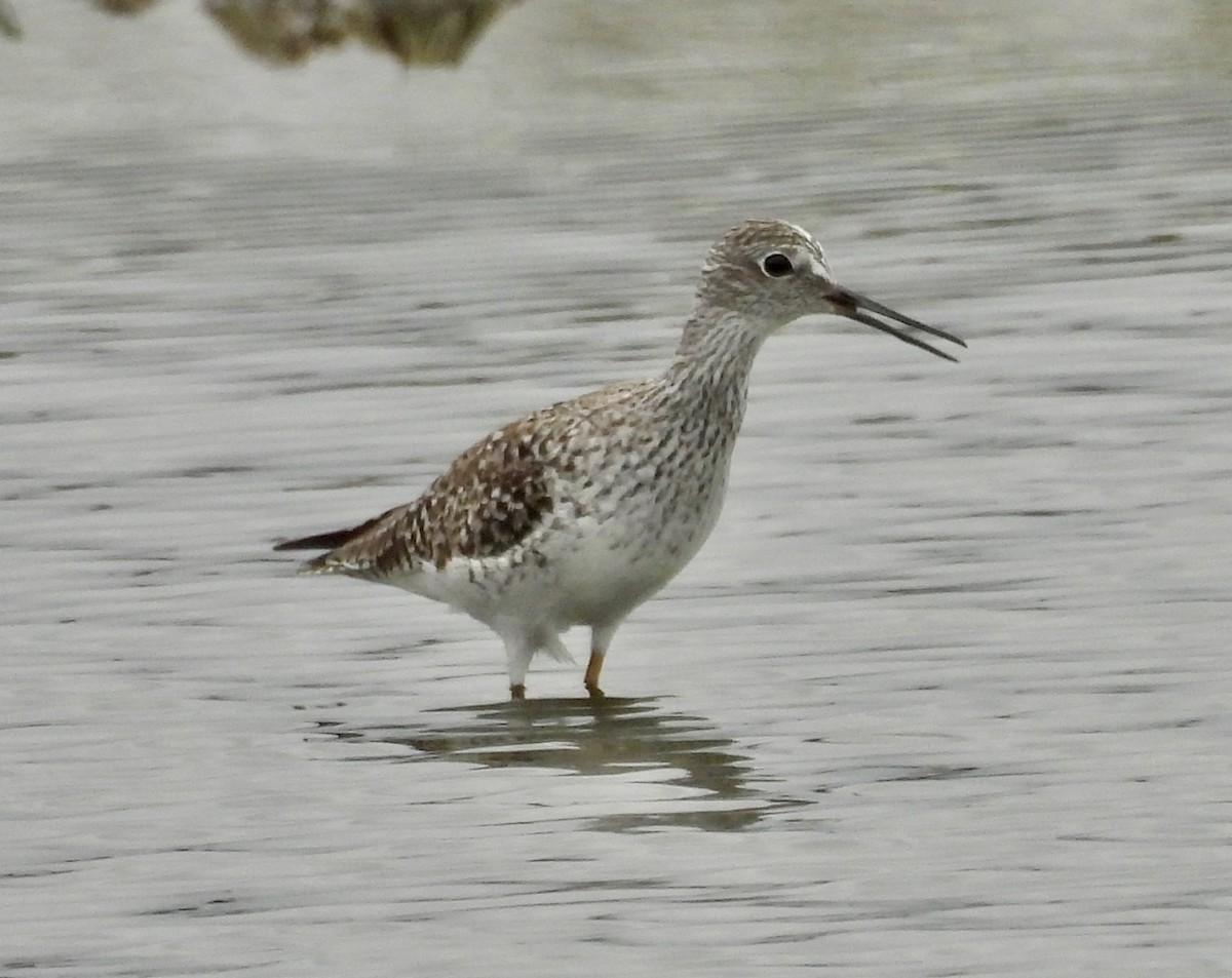 Lesser Yellowlegs - ML651093248