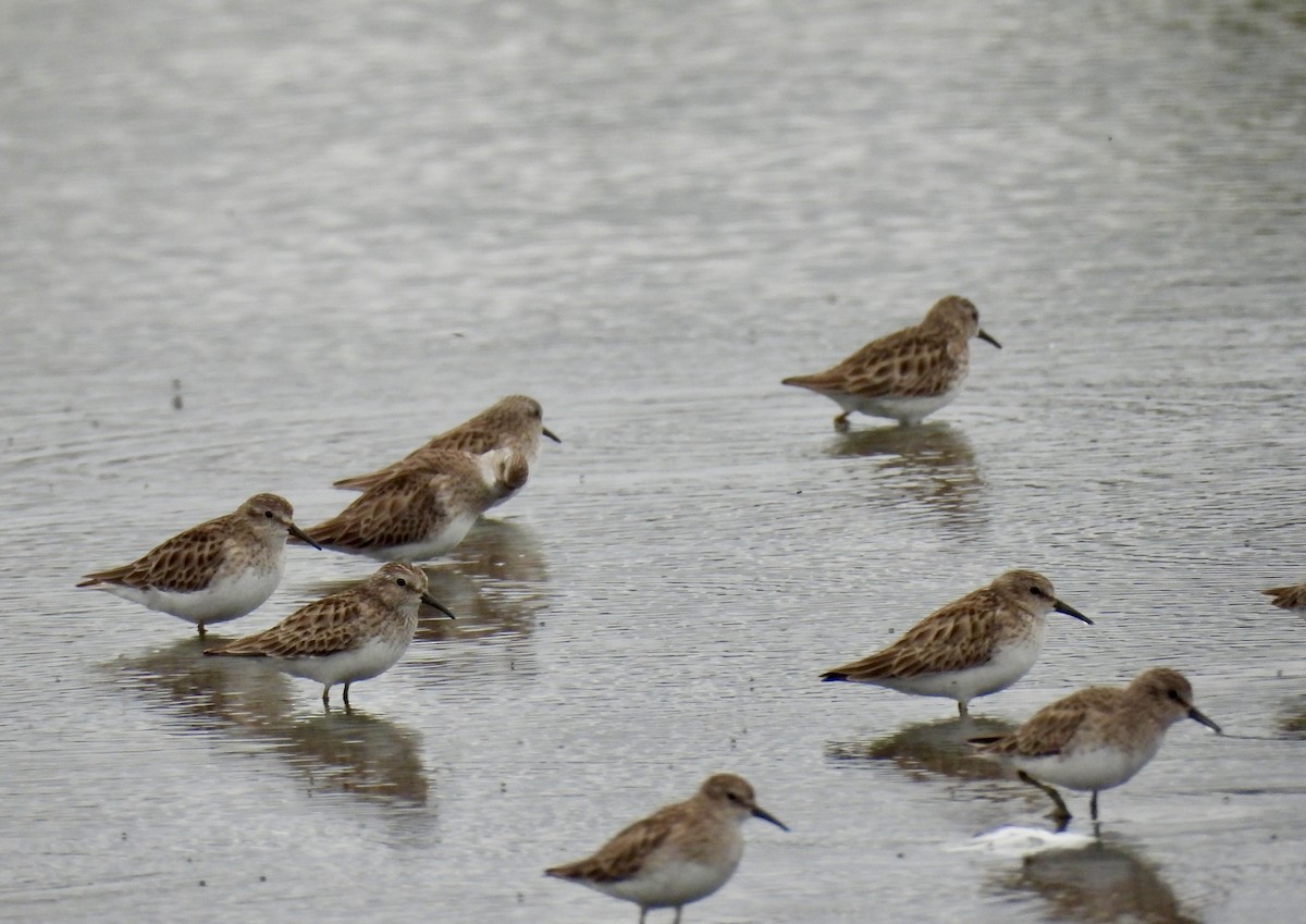 Least Sandpiper - ML651093330