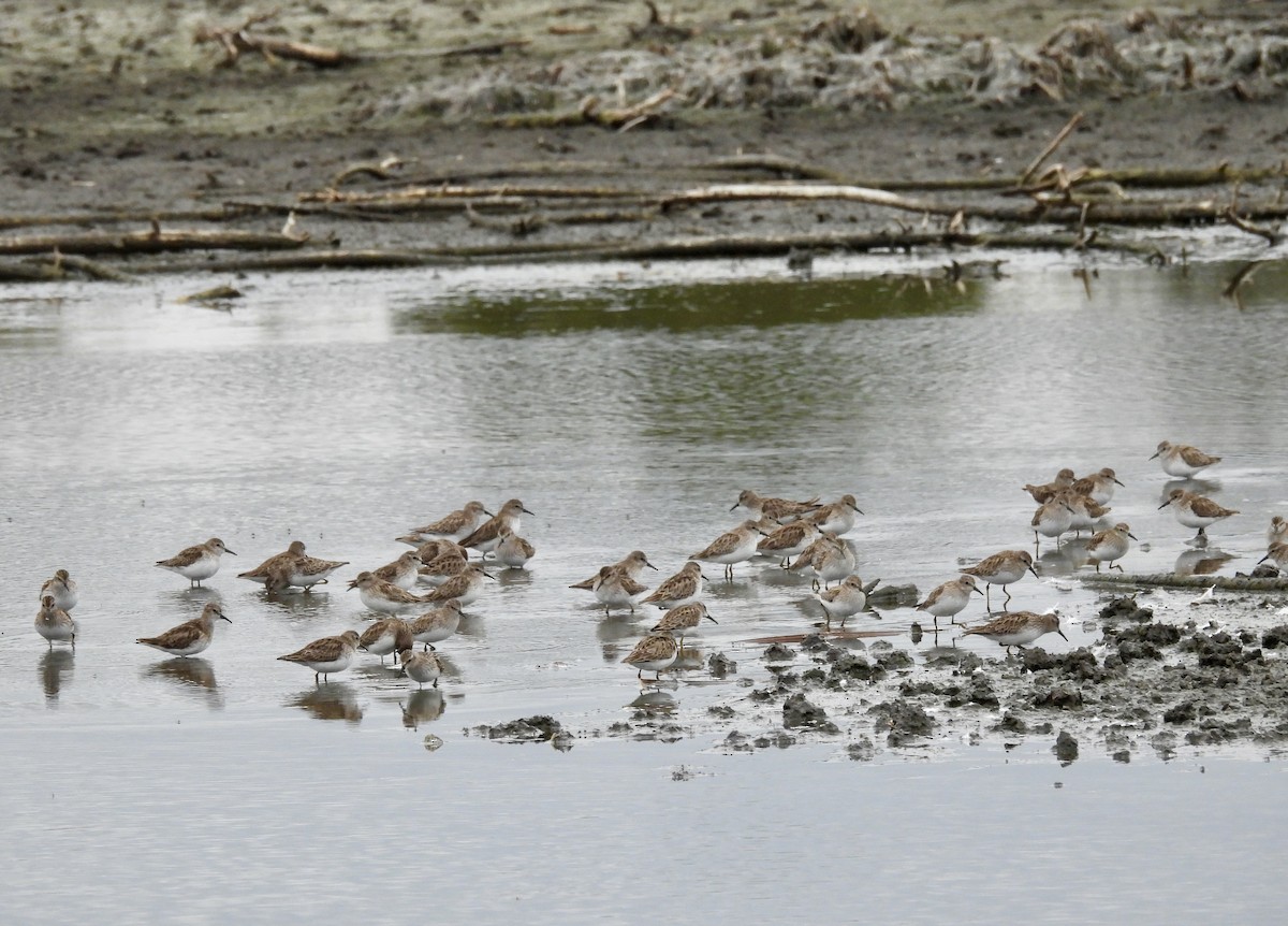 Least Sandpiper - ML651093331