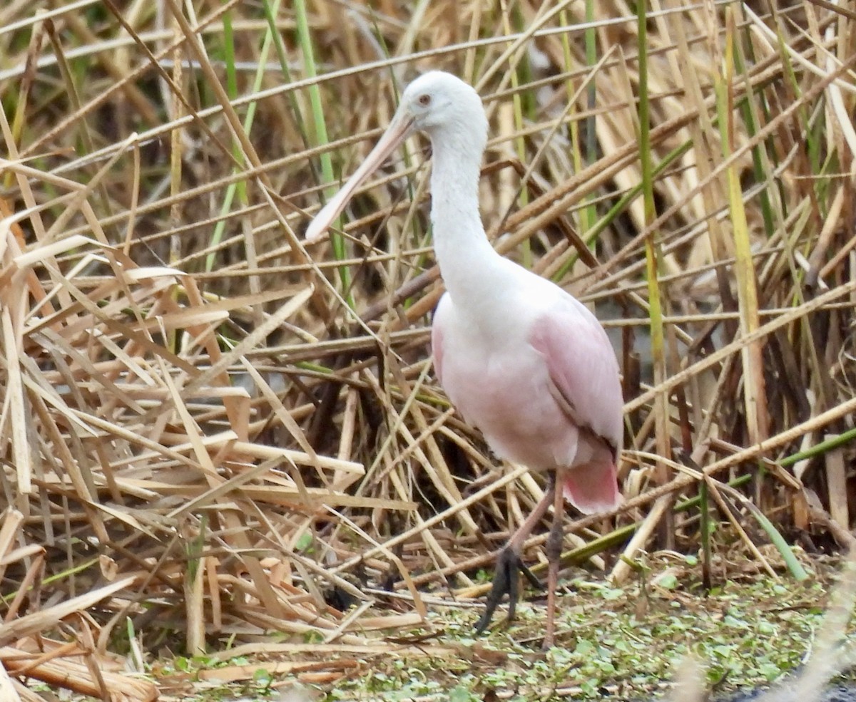 Roseate Spoonbill - ML651093423