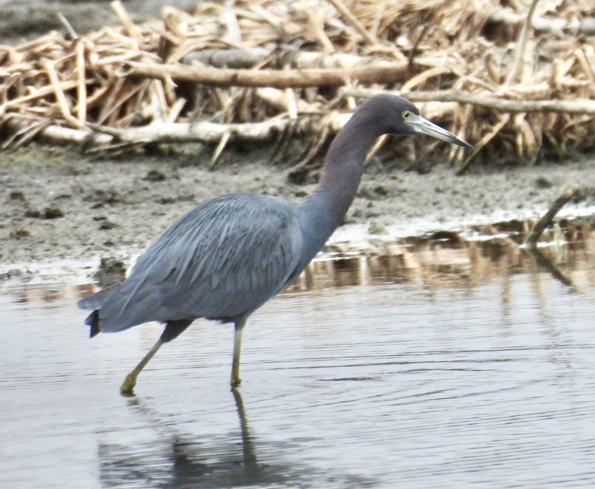 Little Blue Heron - ML651093453