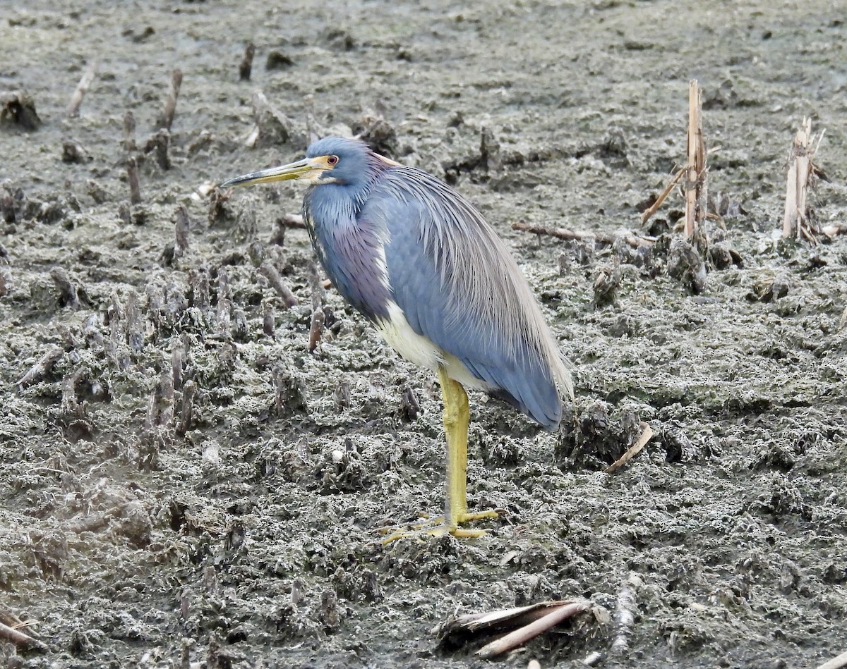 Tricolored Heron - ML651093500