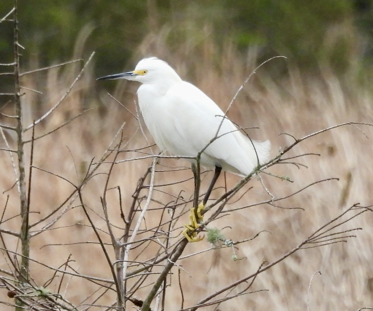 Snowy Egret - ML651093566