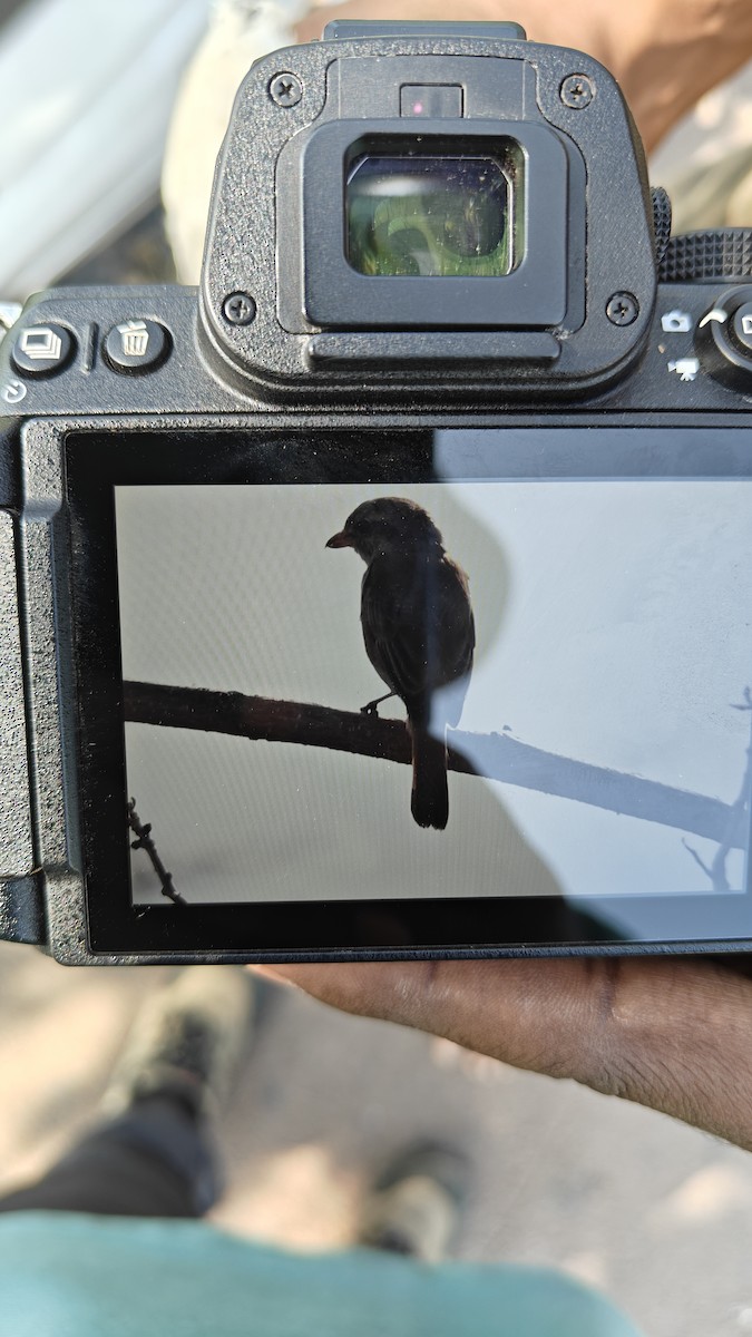 Isabelline Shrike - ML651093703