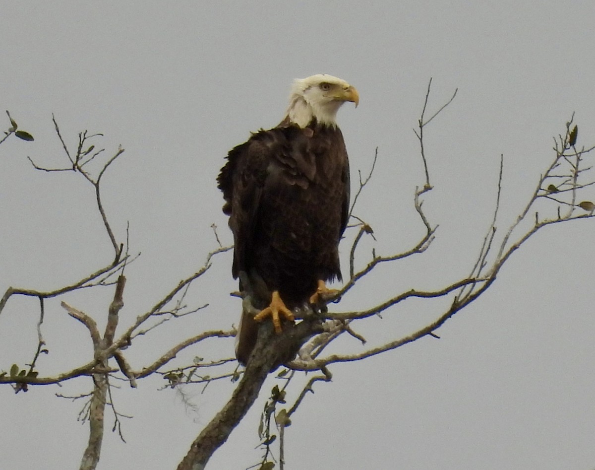 Bald Eagle - ML651093814
