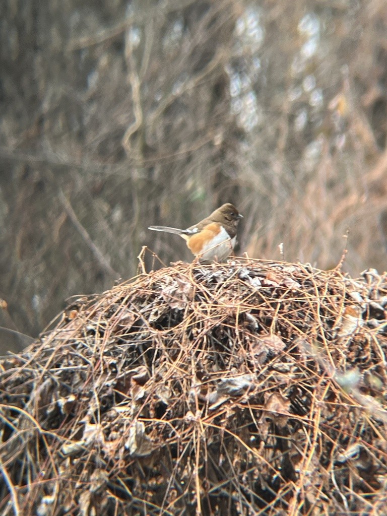 Toquí Flanquirrufo - ML651093871