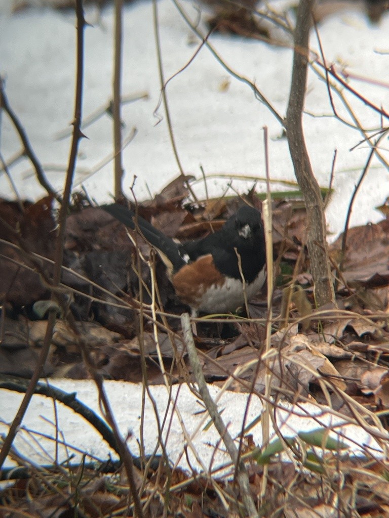 Toquí Flanquirrufo - ML651093872