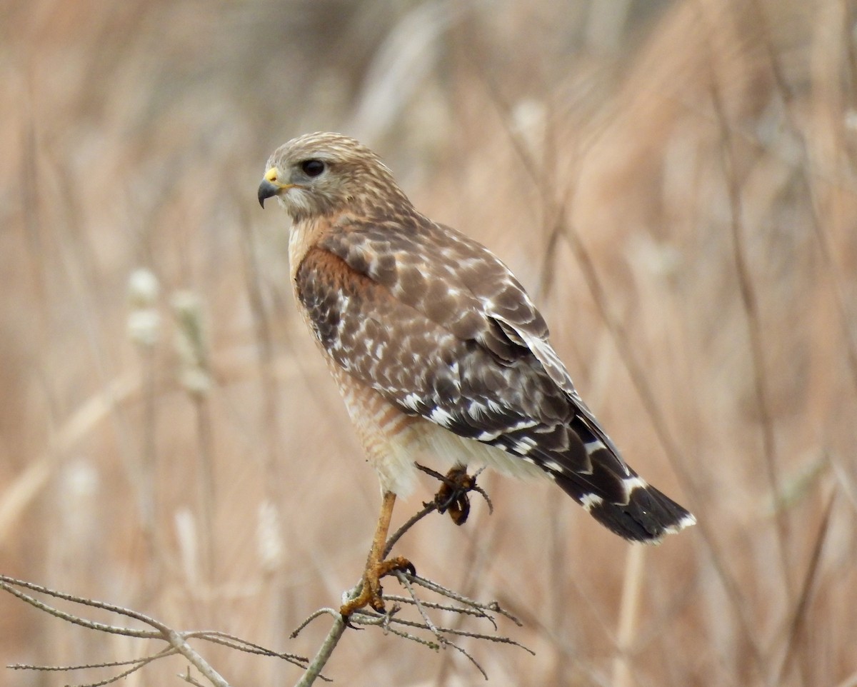 Red-shouldered Hawk - ML651093897