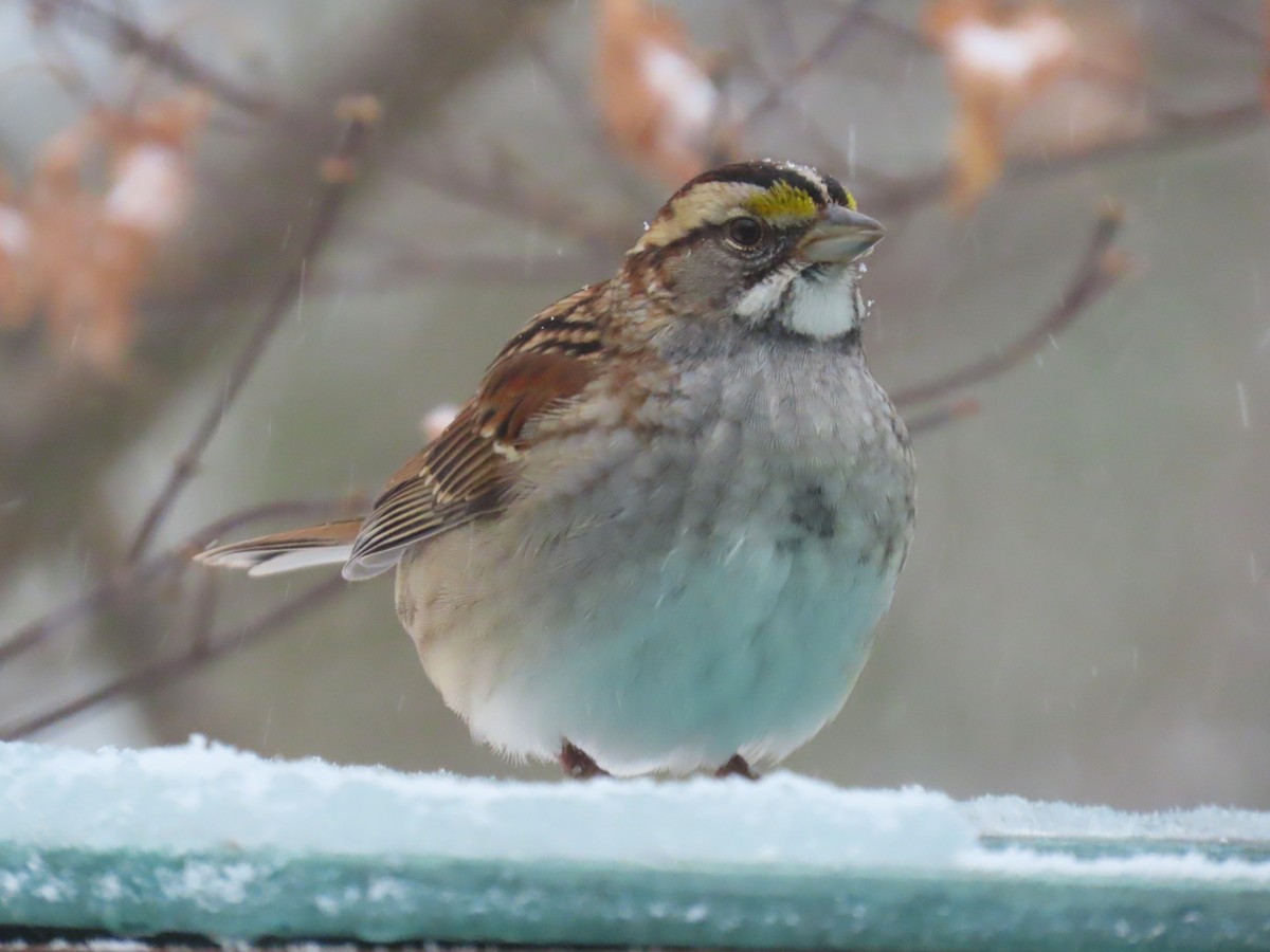 White-throated Sparrow - ML651093943