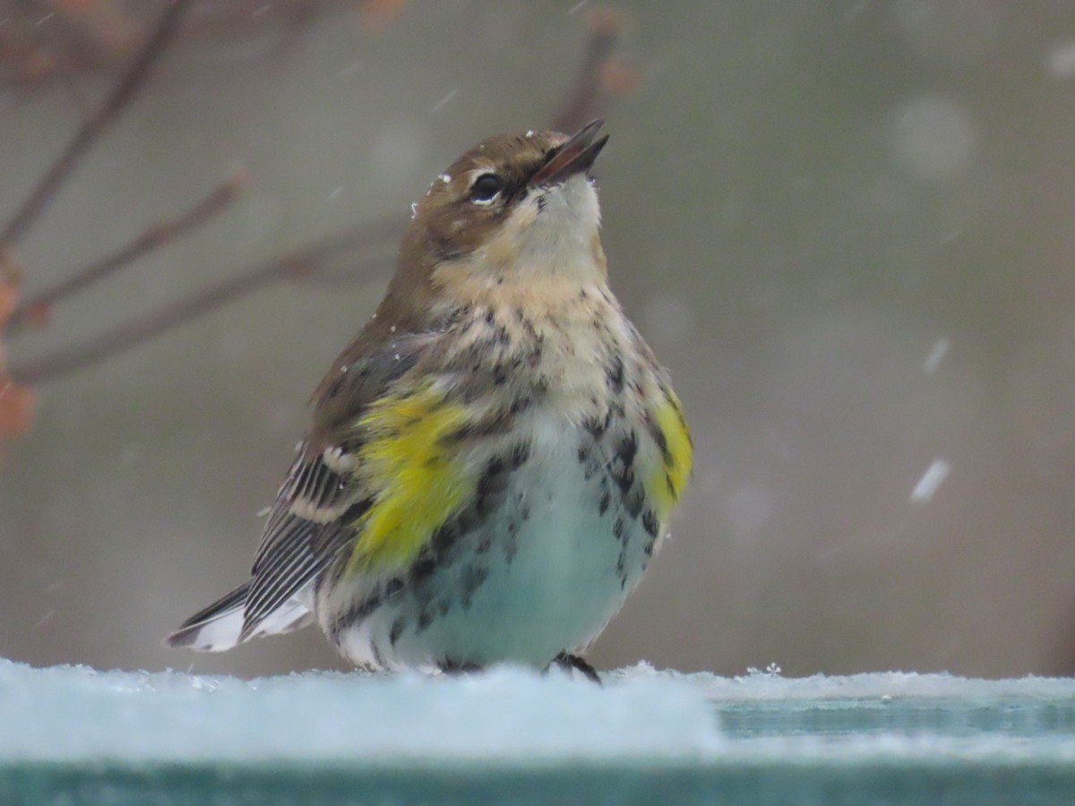 Yellow-rumped Warbler - ML651093989