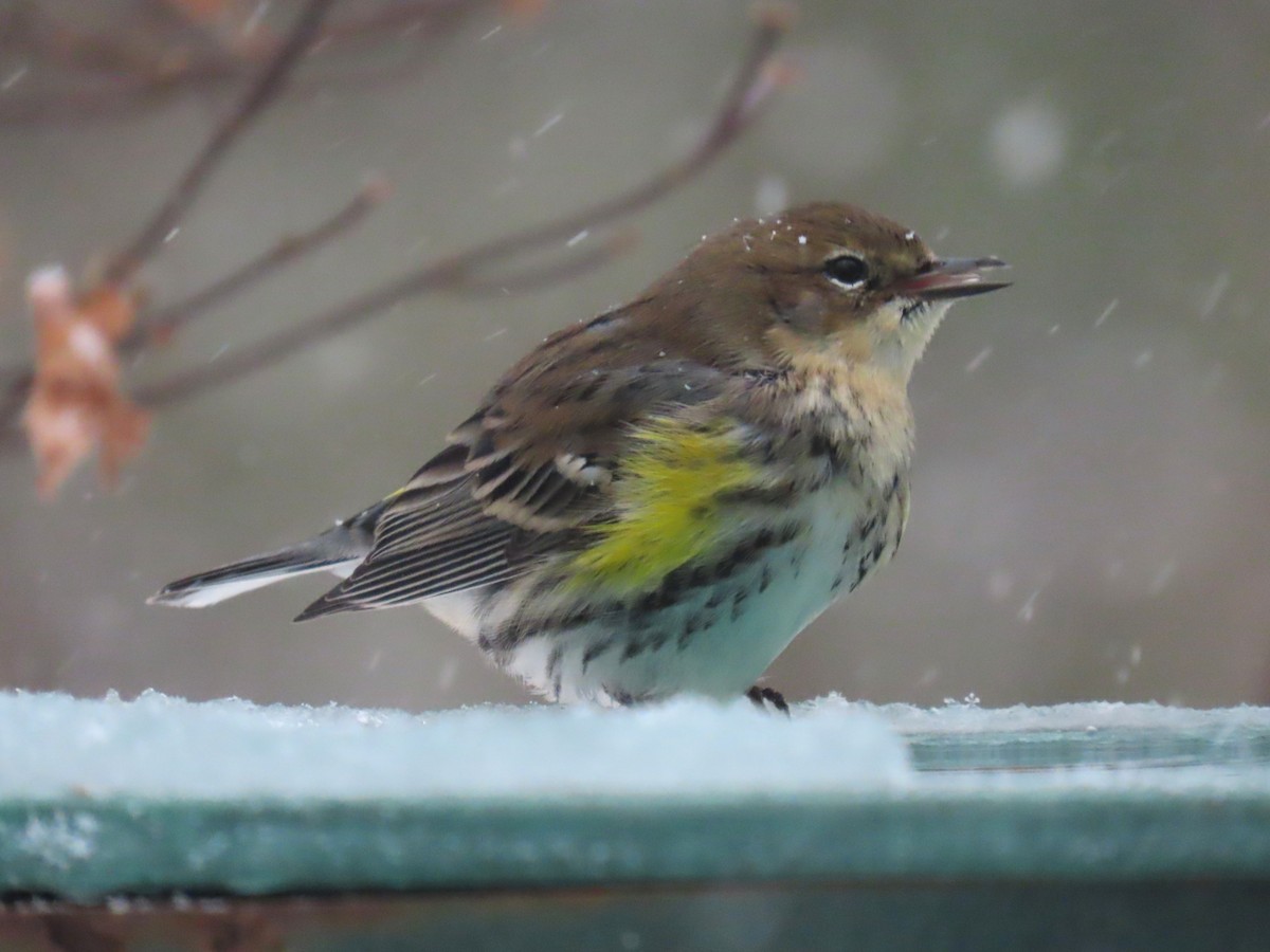 Yellow-rumped Warbler - ML651093990