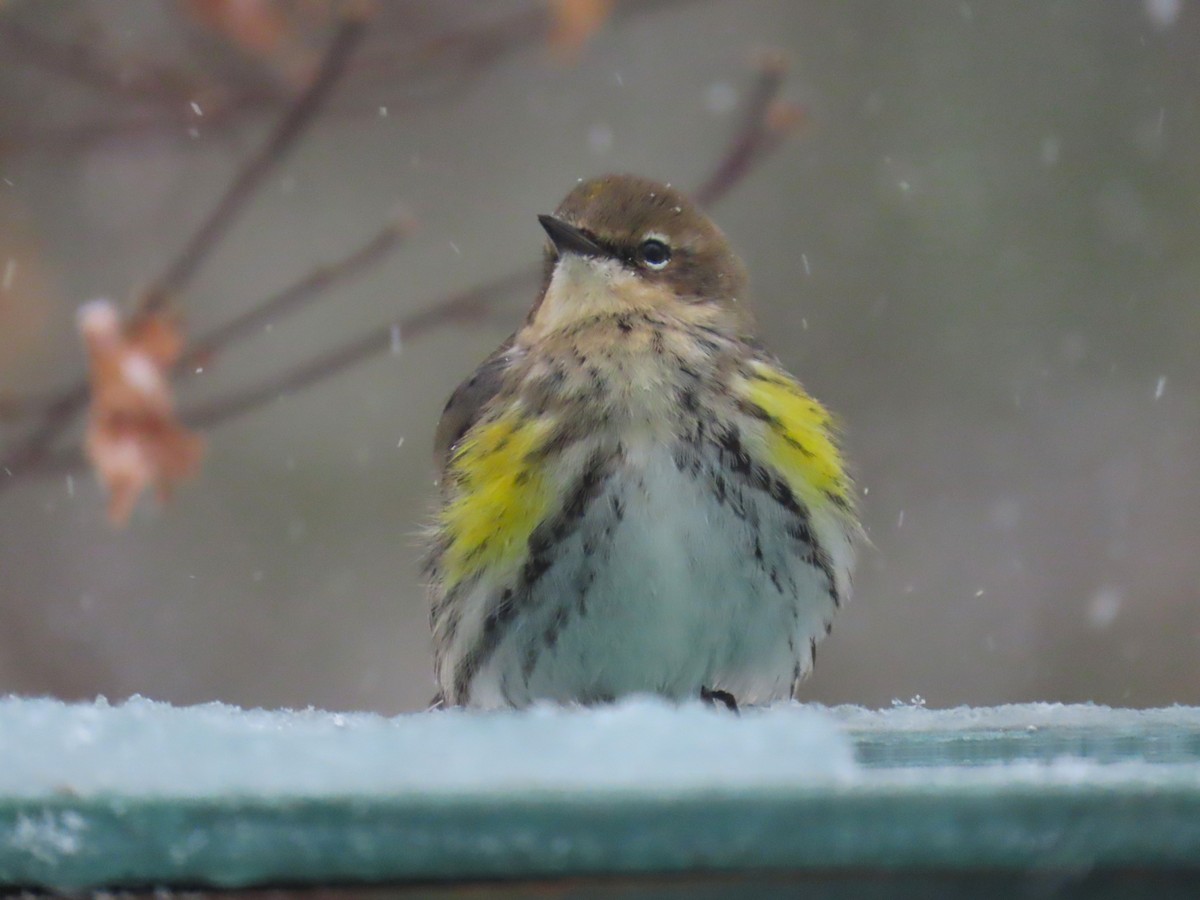 Yellow-rumped Warbler - ML651093991