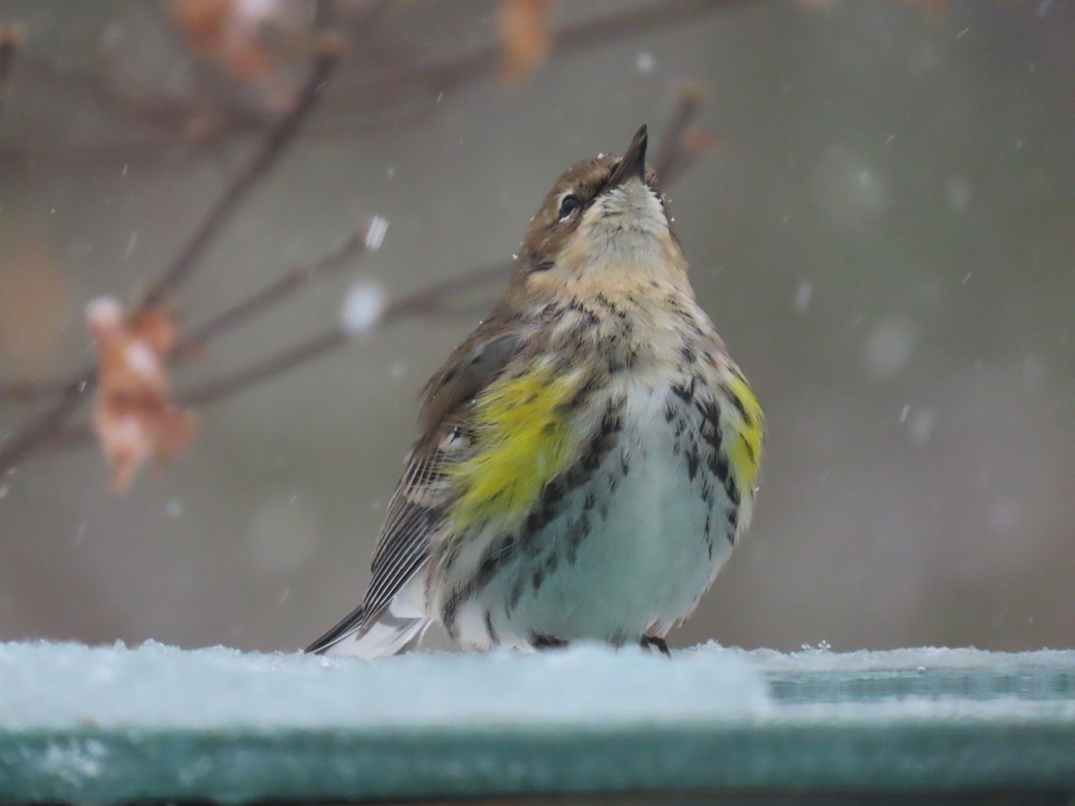 Yellow-rumped Warbler - ML651093993