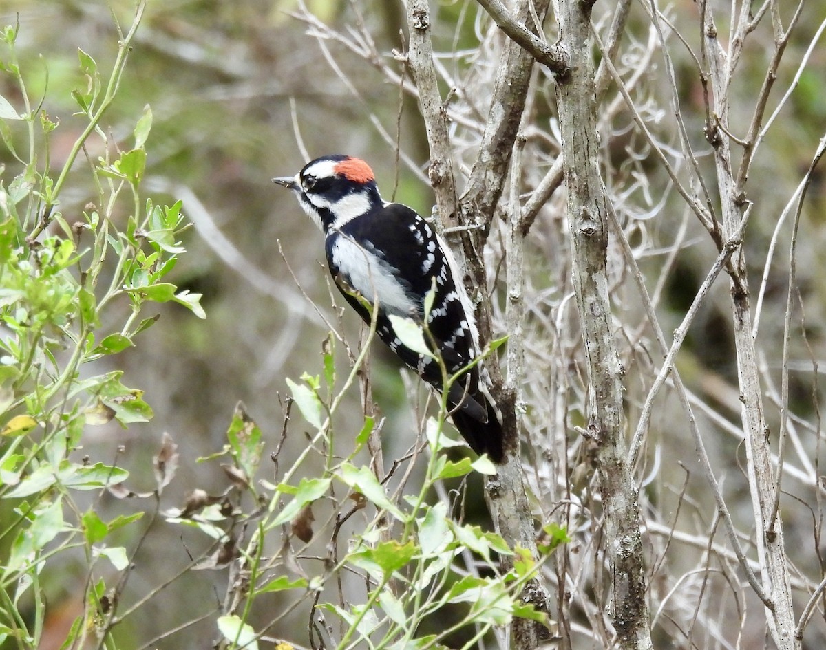 Downy Woodpecker - ML651094072