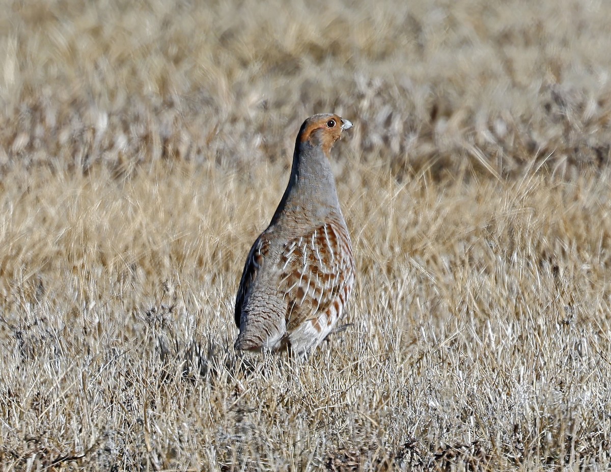 Perdrix grise - ML651094105