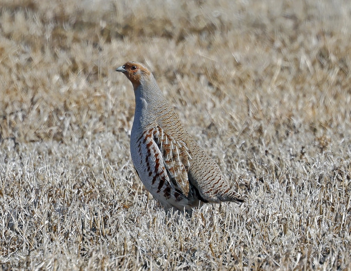 Perdrix grise - ML651094106