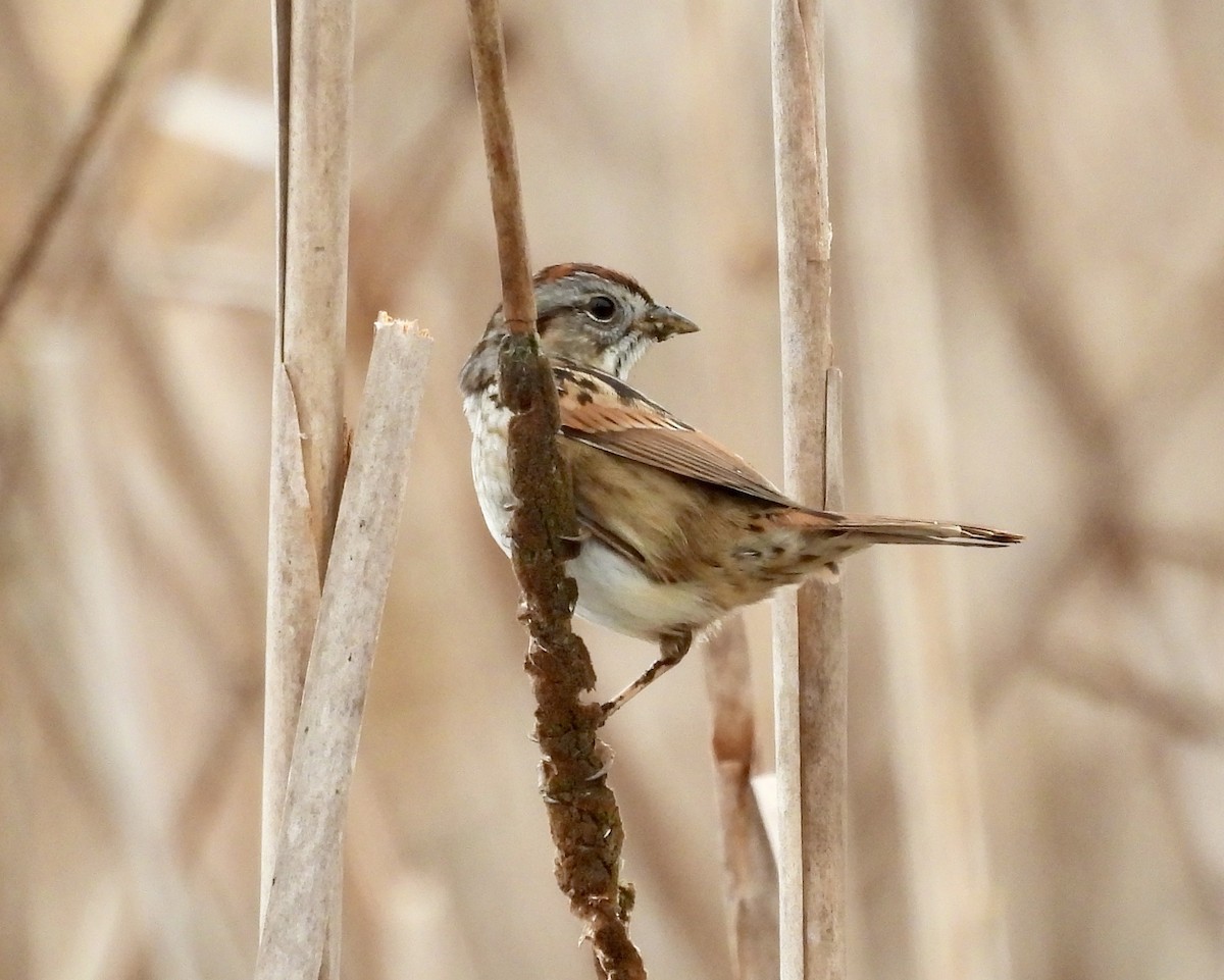 Swamp Sparrow - ML651094231