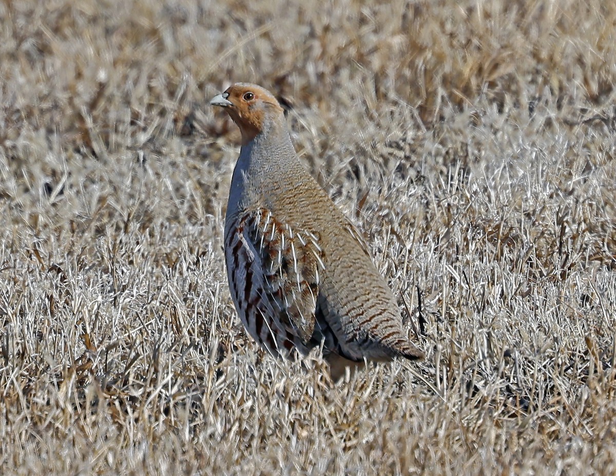 Perdrix grise - ML651094284