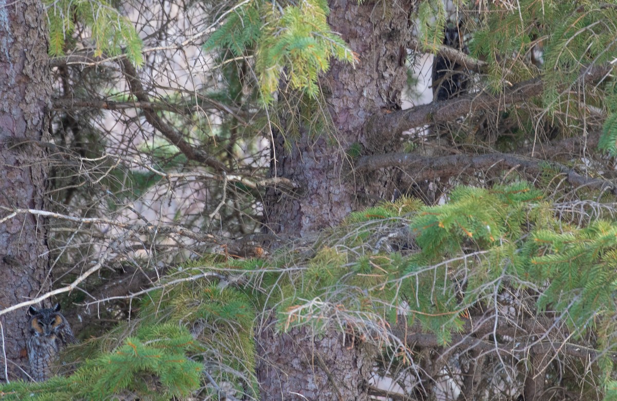 Hibou moyen-duc - ML651094359