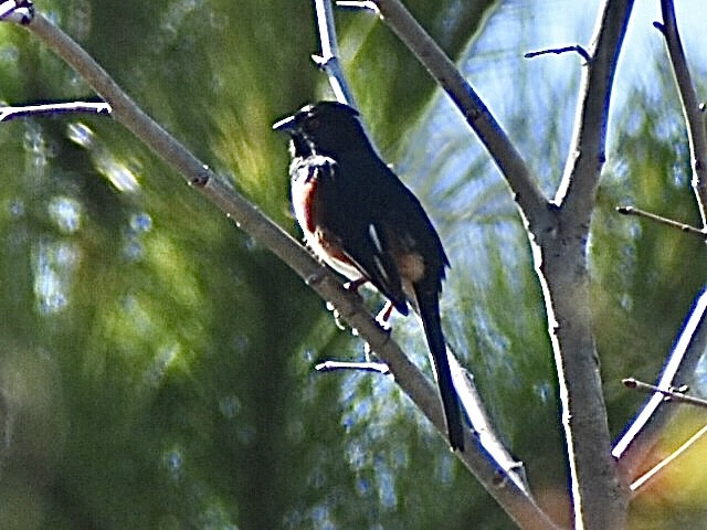 Toquí Flanquirrufo - ML651094506