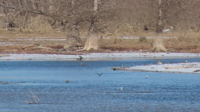 Tree Swallow - ML651094706