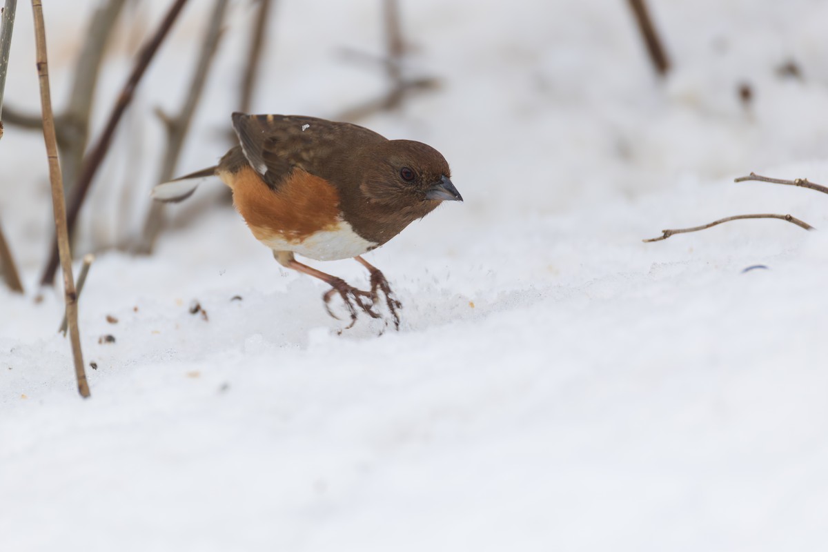 Toquí Flanquirrufo - ML651094790