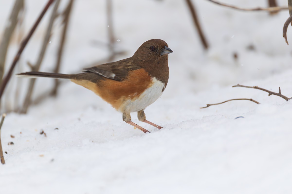 Toquí Flanquirrufo - ML651094791