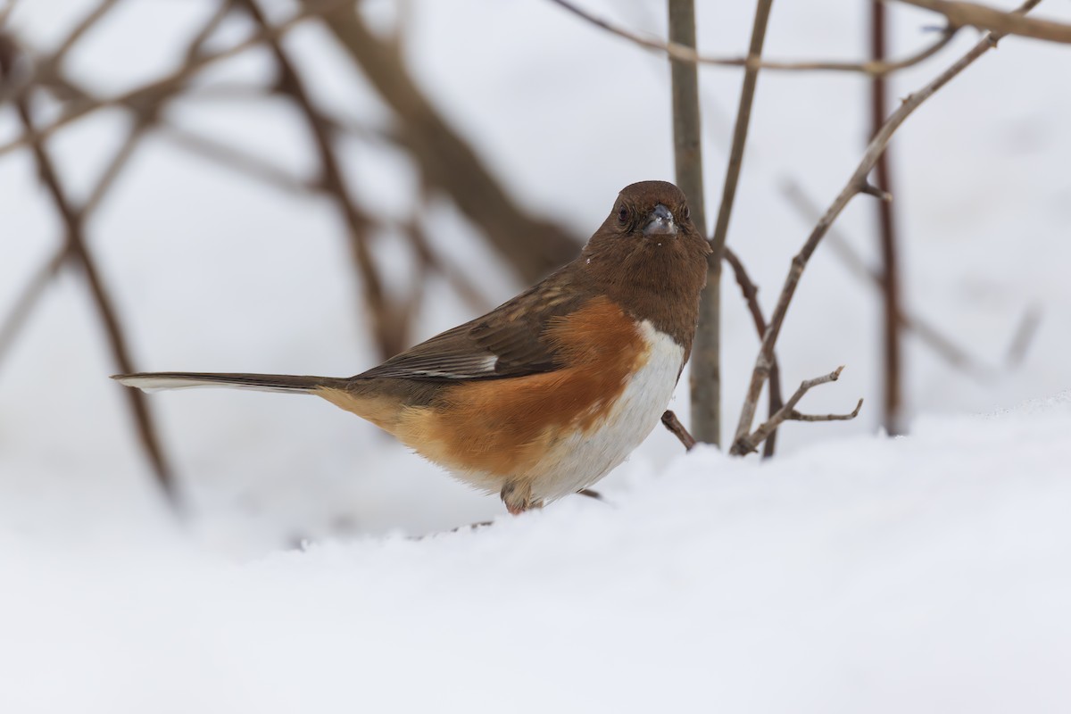 Toquí Flanquirrufo - ML651094792