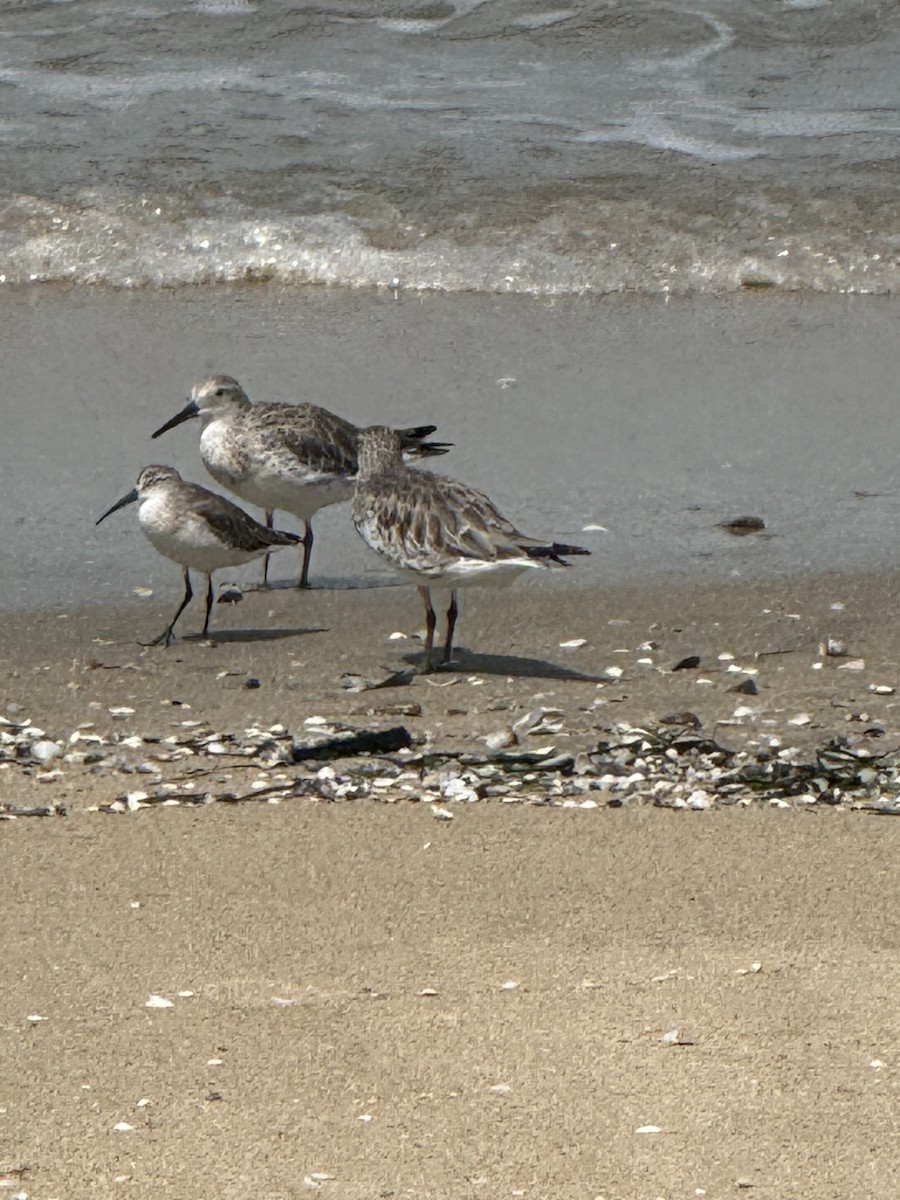 Correlimos Gordo - ML651094798