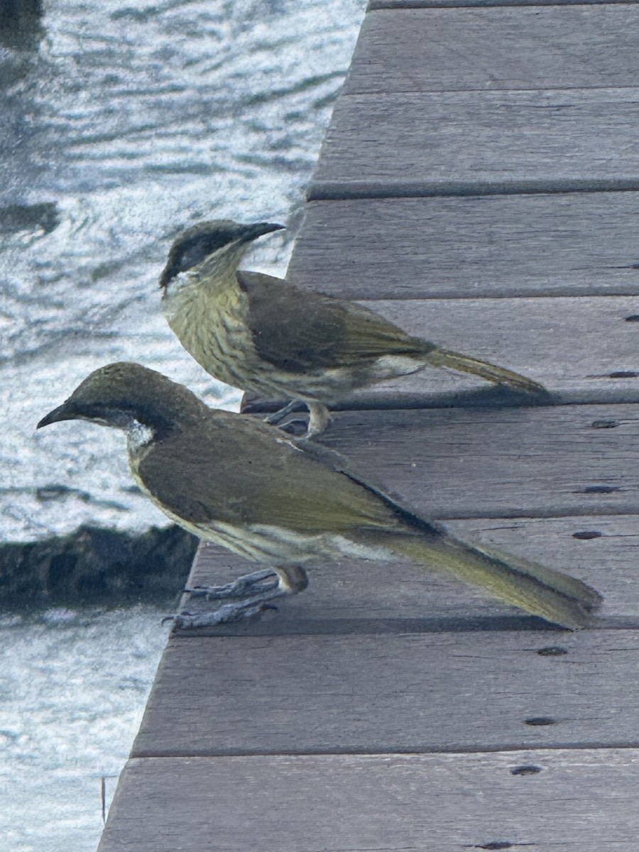 Mielero Versicolor - ML651095098