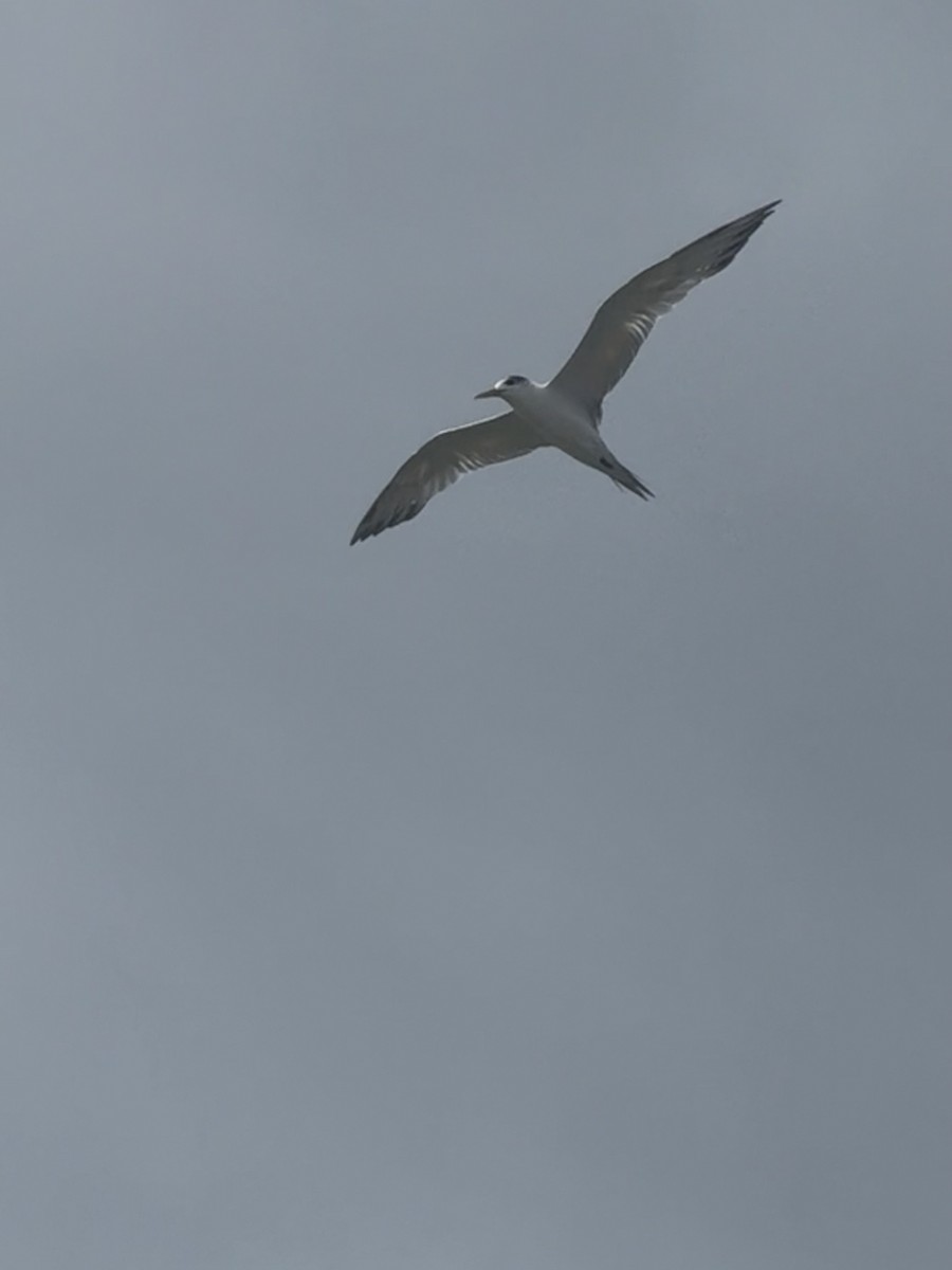 Charrán Piquigualdo - ML651095228