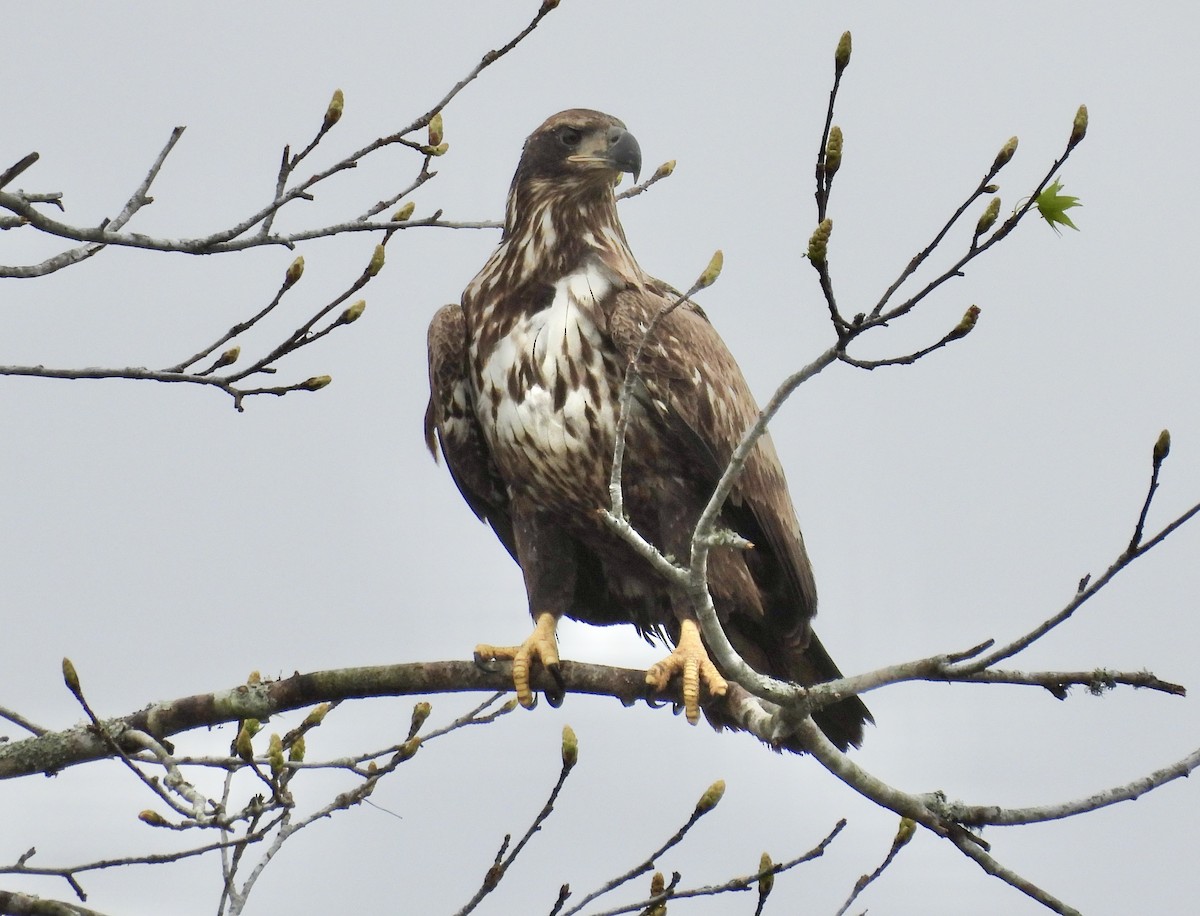 Bald Eagle - ML651095467