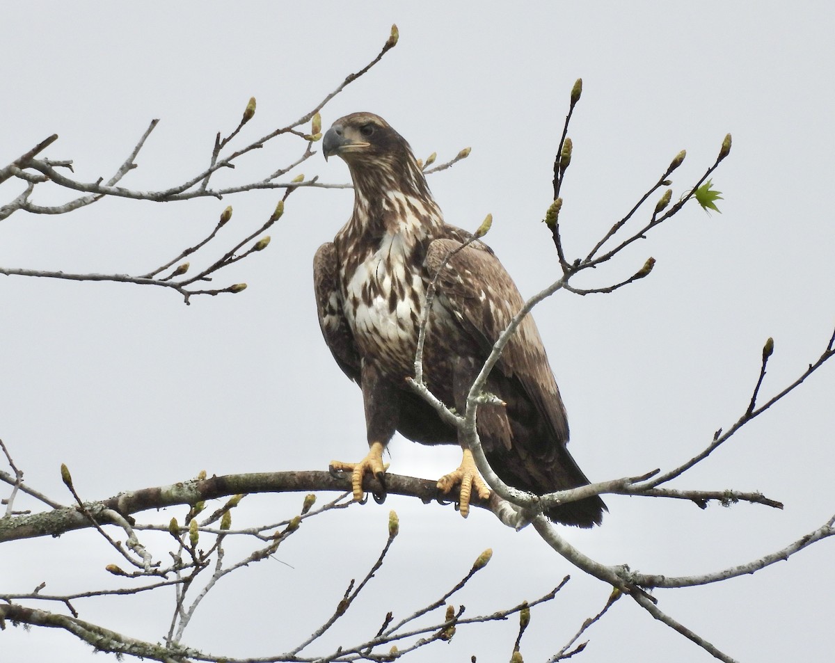 Bald Eagle - ML651095468