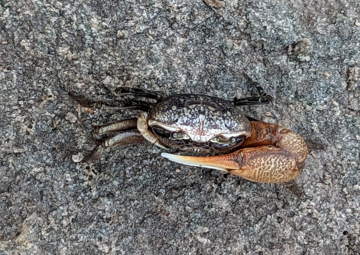 Mudflat Fiddler Crab - ML651095831