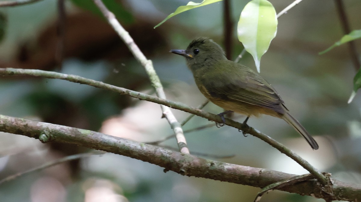 Ochre-bellied Flycatcher - ML651095972