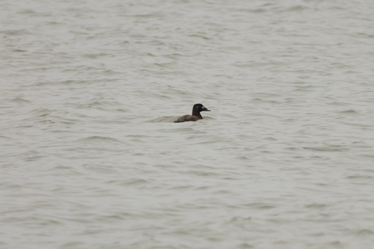 Ahatebeltz hegalzuri amerikarra - ML651096021