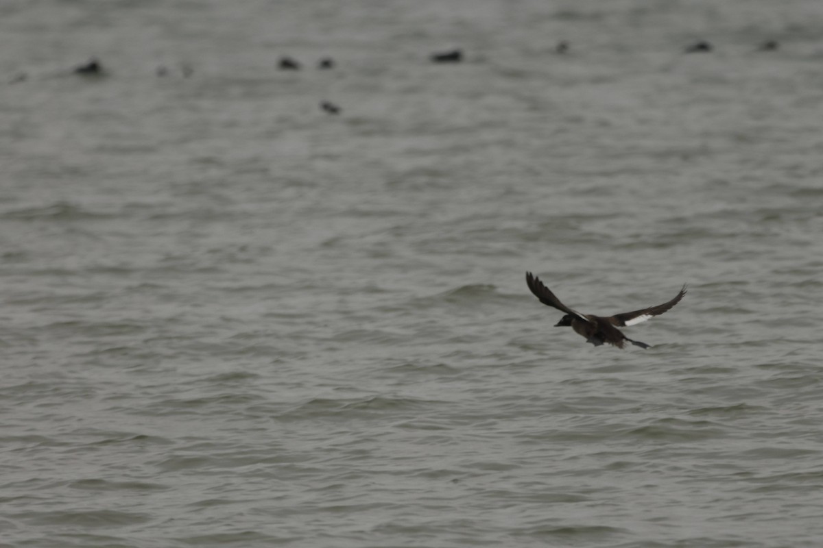 Ahatebeltz hegalzuri amerikarra - ML651096023