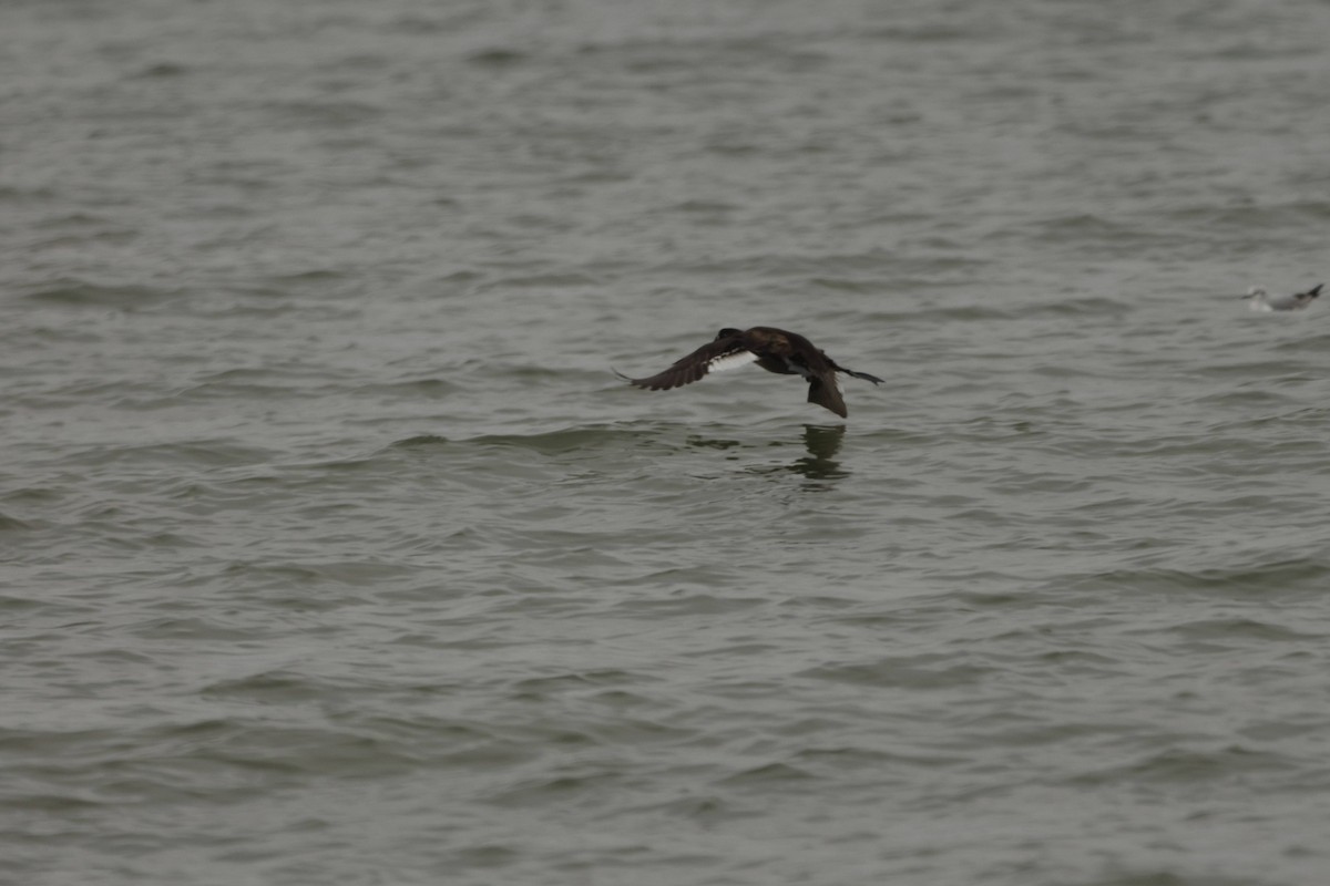 Ahatebeltz hegalzuri amerikarra - ML651096024