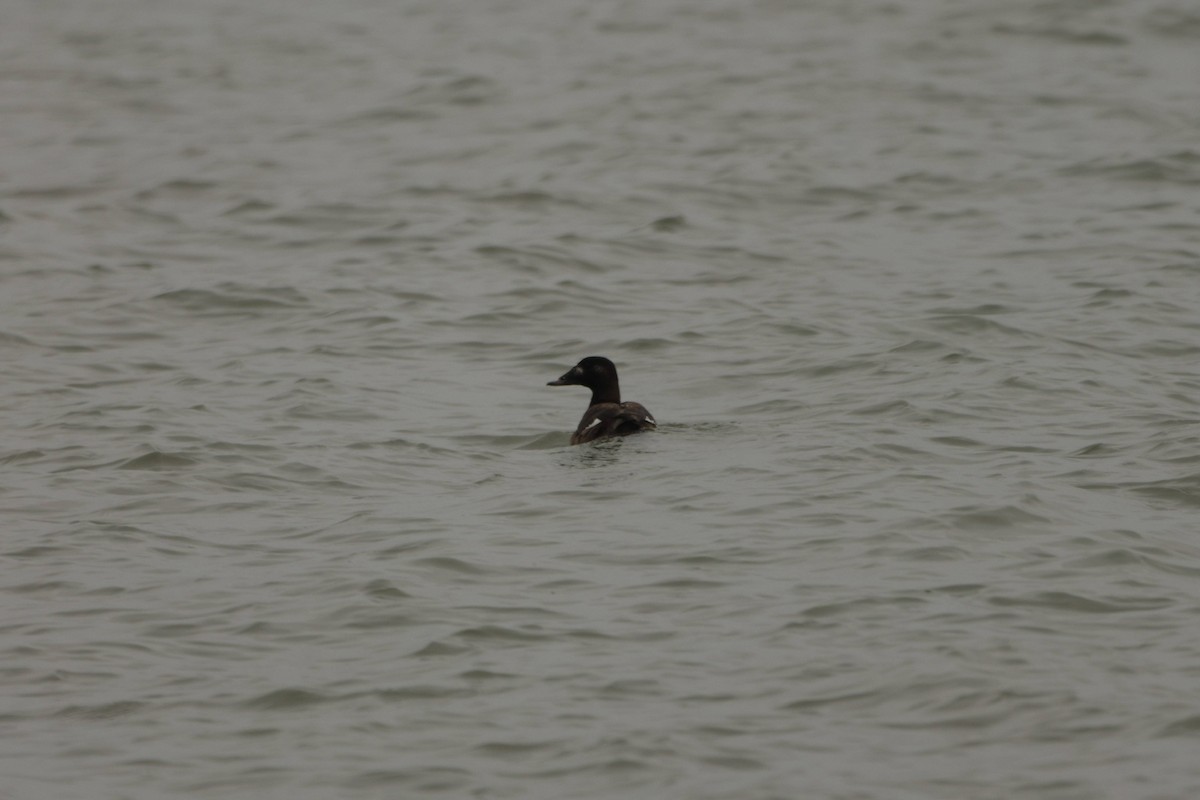 Ahatebeltz hegalzuri amerikarra - ML651096025