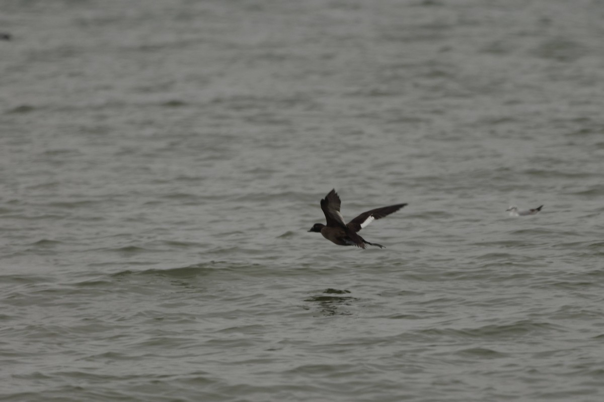 Ahatebeltz hegalzuri amerikarra - ML651096026