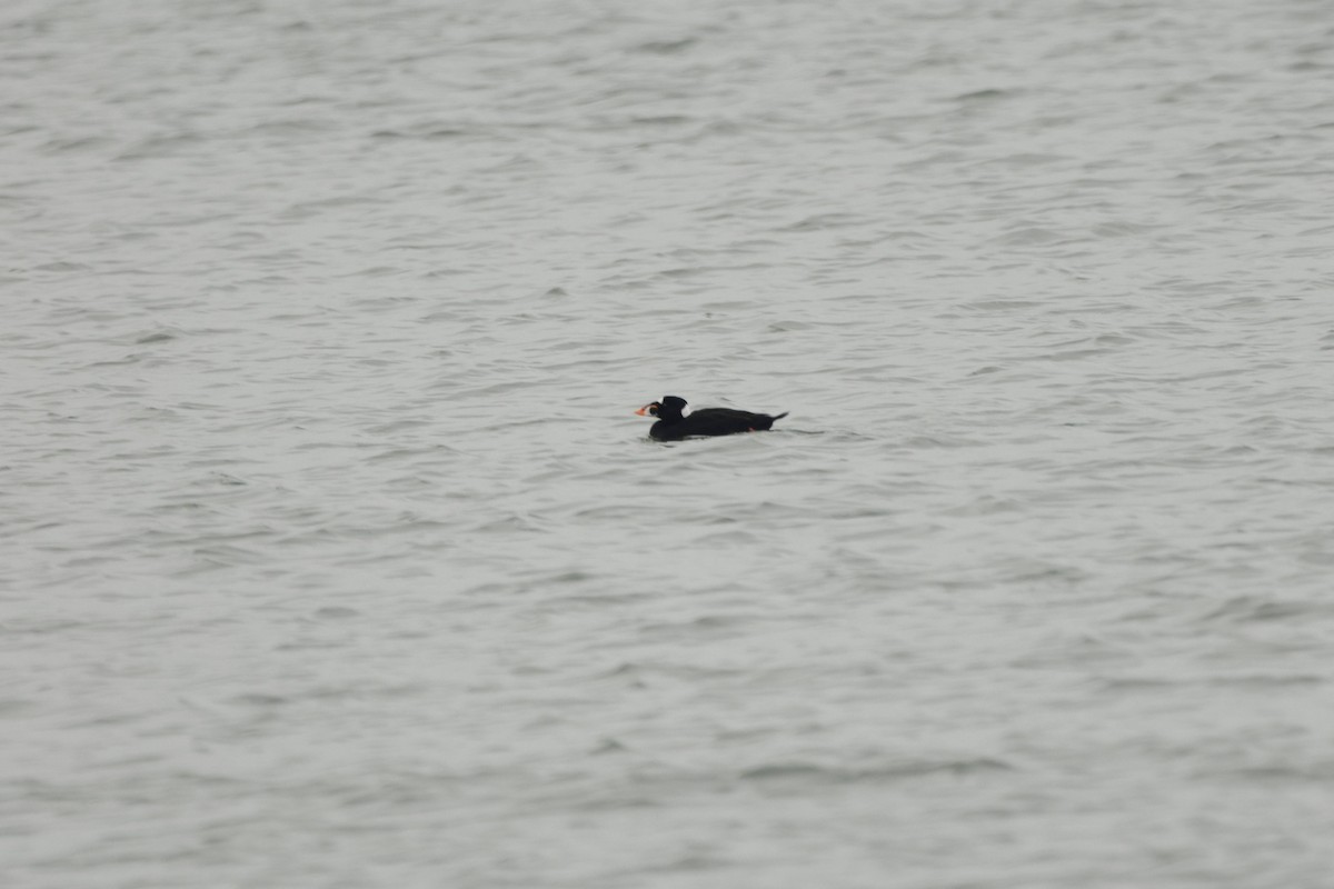 Ahatebeltz kopetazuria - ML651096040