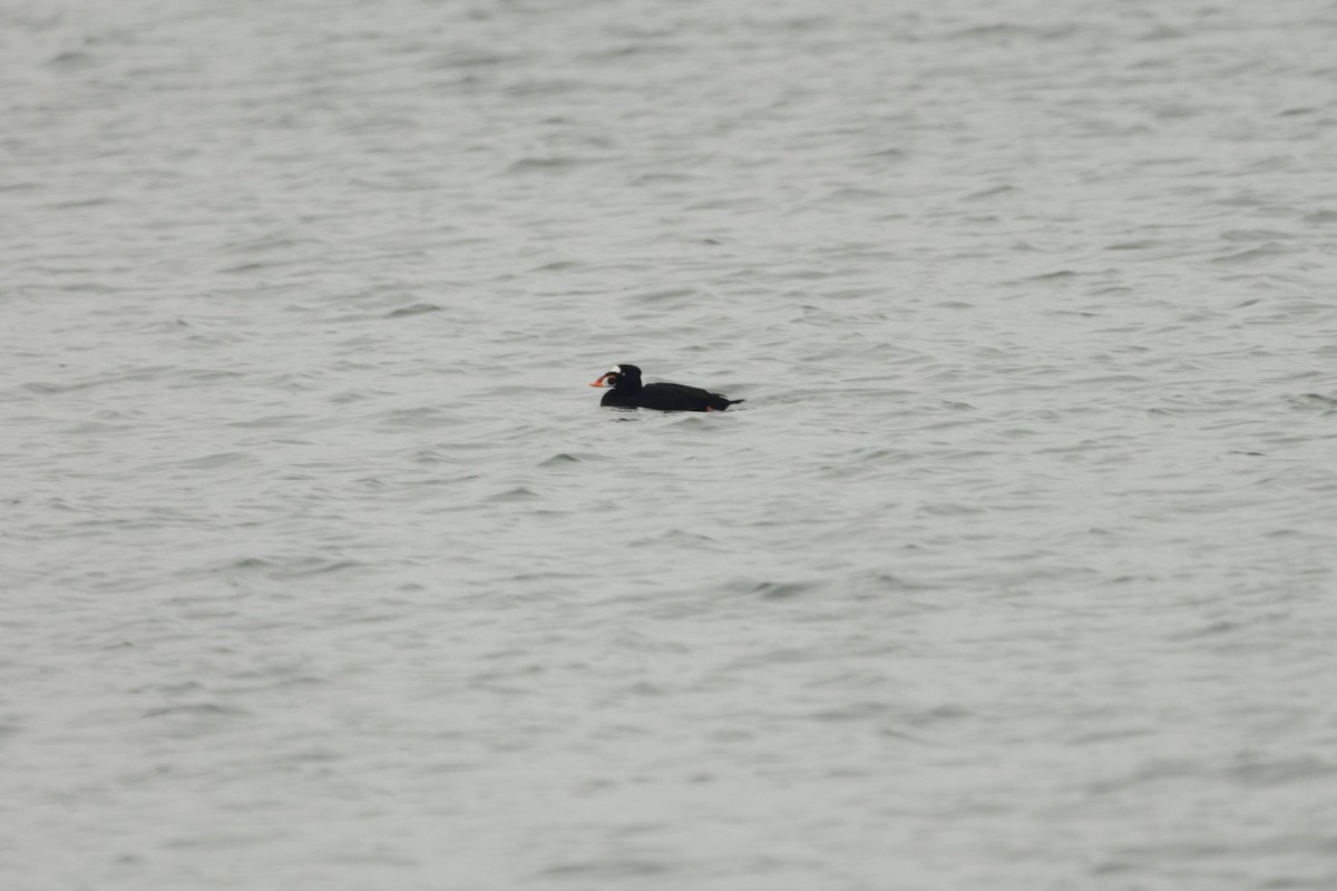 Ahatebeltz kopetazuria - ML651096041