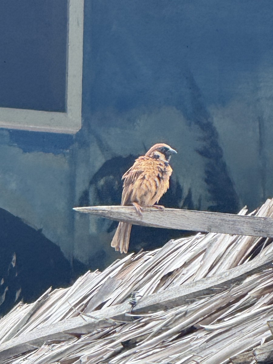 דרור הרים - ML651096136