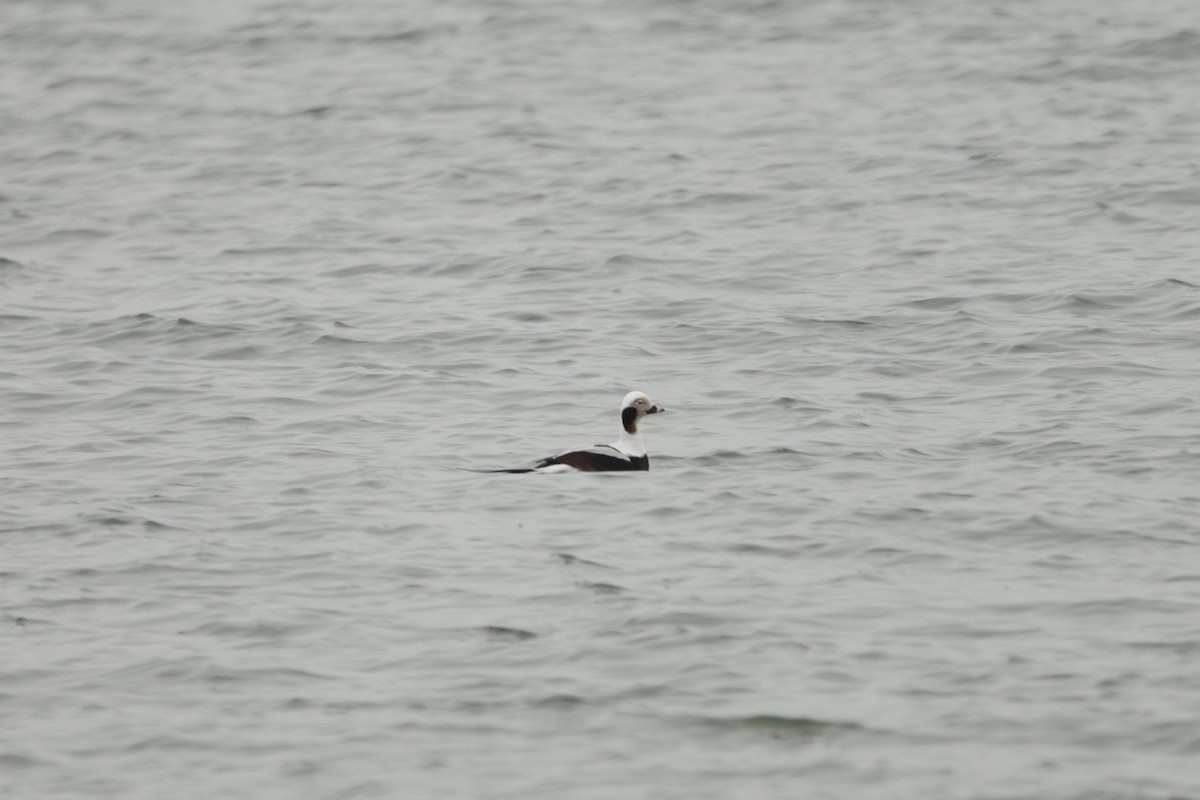 Izotz-ahatea - ML651096149