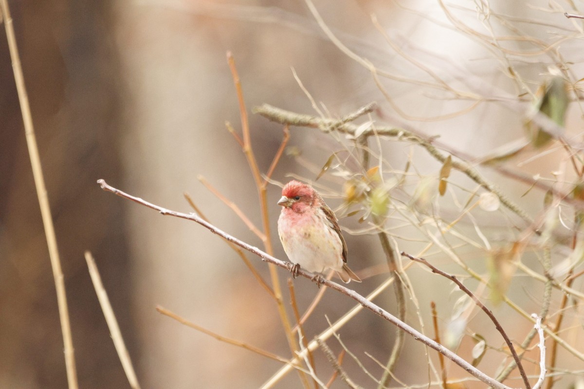 Purple Finch - ML651096187