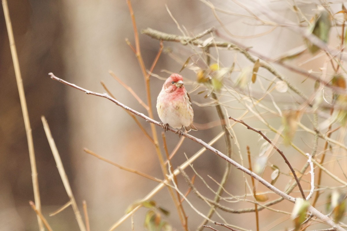 Purple Finch - ML651096188