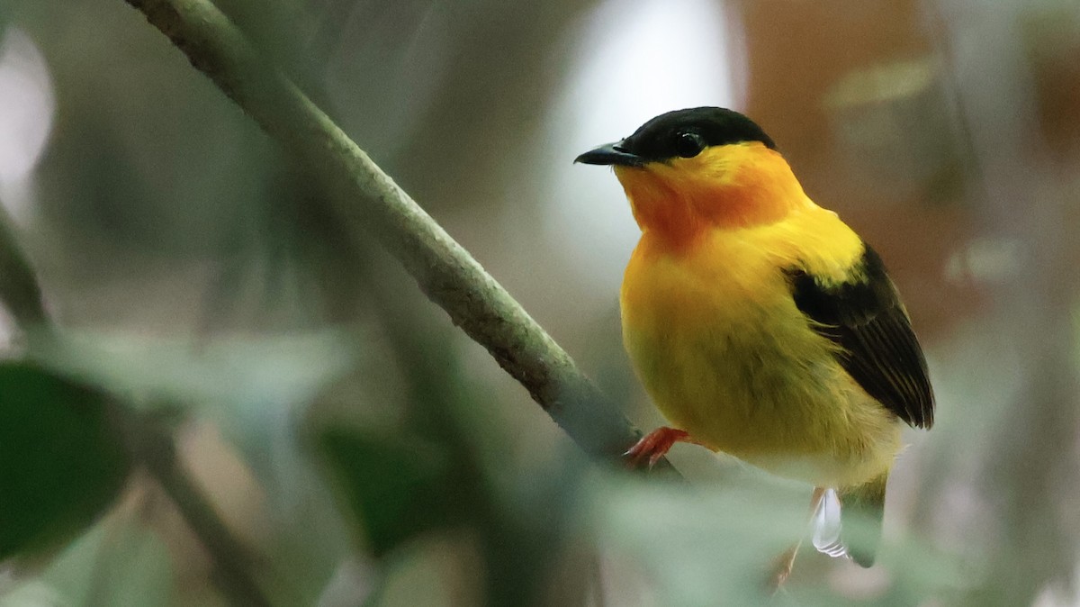 Orange-collared Manakin - ML651096189